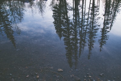 松树湖附近
